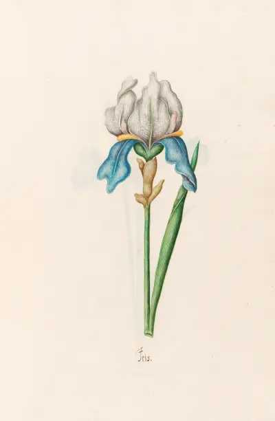 Iris, 1692 – Nr. 10 von Magdelena Rosina Funck