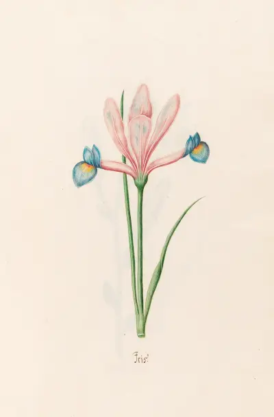 Iris, 1692 – Nr. 11 von Magdelena Rosina Funck