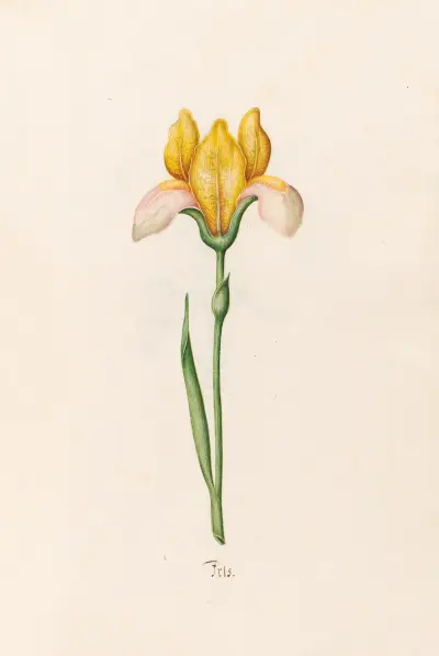 Iris, 1692 – Nr. 1 von Magdelena Rosina Funck