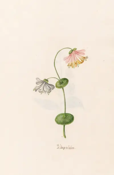Je längrie lieber von Magdelena Rosina Funck