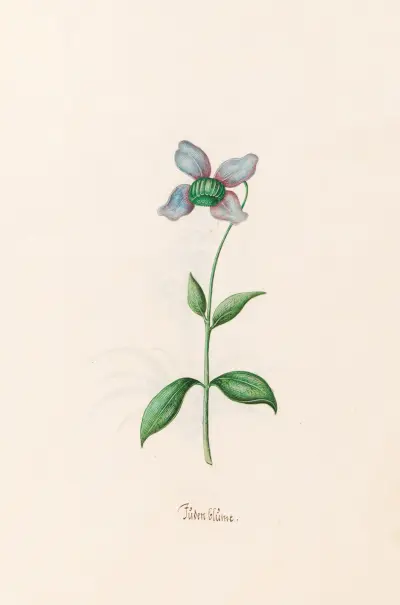 Jüden Blüme von Magdelena Rosina Funck