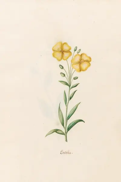 Kontrilla von Magdelena Rosina Funck