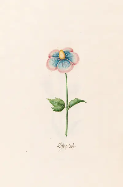 Lÿbische Rose von Magdelena Rosina Funck