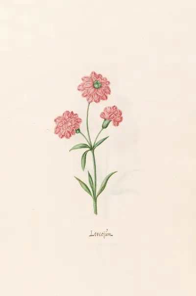 Leucojüm von Magdelena Rosina Funck