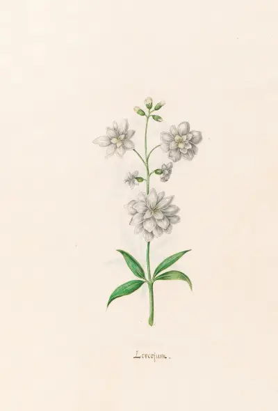 Leucojum, 1692 – Nr. 3 von Magdelena Rosina Funck