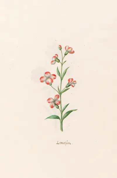 Leucojum, 1692 – Nr. 4 von Magdelena Rosina Funck