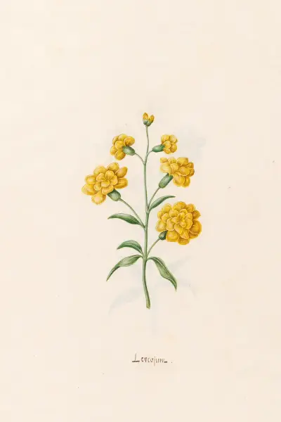 Märzenbecher von Magdelena Rosina Funck