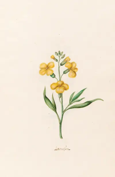 Leucojum, 1692 – Nr. 5 von Magdelena Rosina Funck