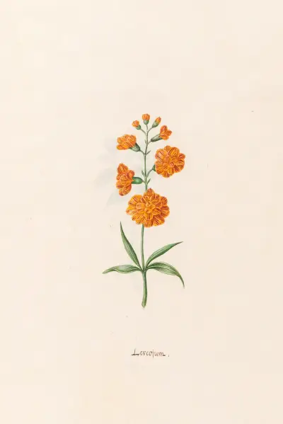 Leucojum, 1692 – Nr. 1 von Magdelena Rosina Funck