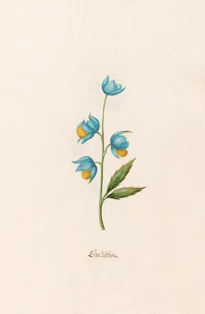 Kleine Blume von Magdelena Rosina Funck