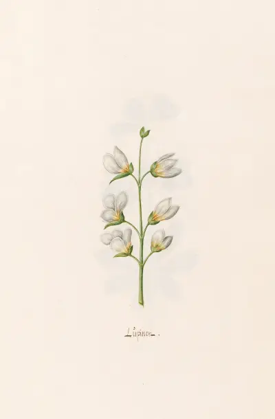 Lupine, 1692 – Nr. 1 von Magdelena Rosina Funck