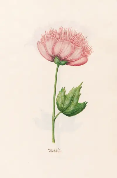 Mohnblüt von Magdelena Rosina Funck