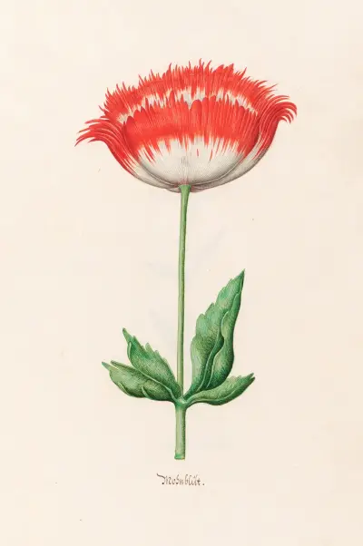 Mohnblüte, 1692 – Nr. 1 von Magdelena Rosina Funck