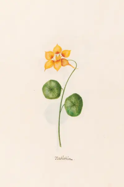 Nasturtium, 1692 – Nr. 1 von Magdelena Rosina Funck