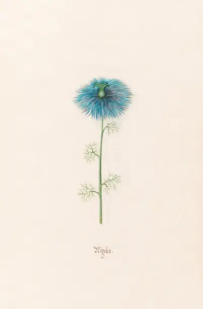 Nigella (Nigella) von Magdelena Rosina Funck