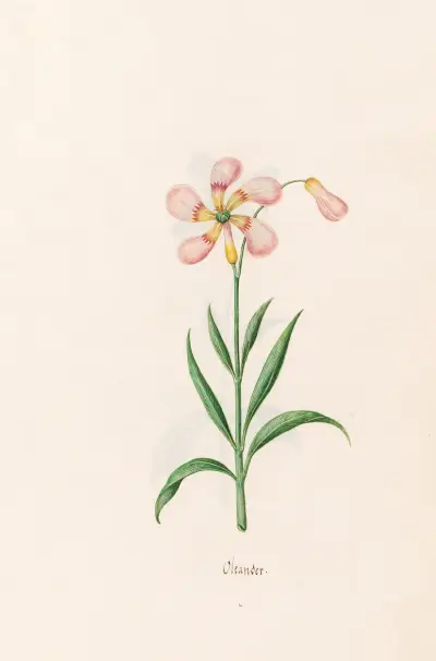 Oleander von Magdelena Rosina Funck