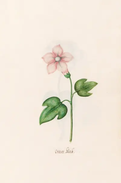 Morgenländische Glocke von Magdelena Rosina Funck