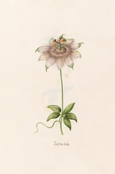 Passionsblume von Magdelena Rosina Funck
