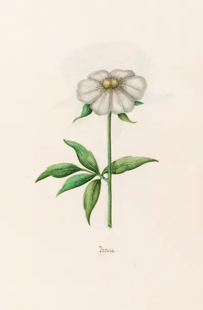 Pfingstrose, 1692 – Nr. 1 von Magdelena Rosina Funck