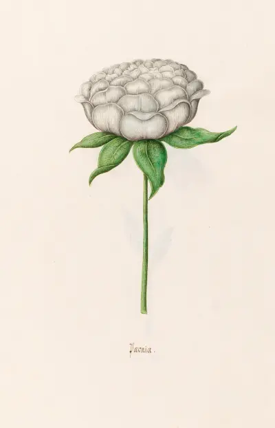 Pfingstrose, 1692 – Nr. 2 von Magdelena Rosina Funck