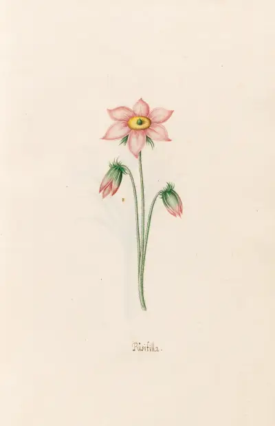 Püsifilla von Magdelena Rosina Funck