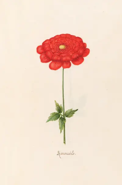 Ranunculüs von Magdelena Rosina Funck