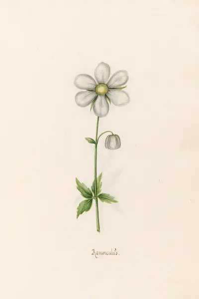 Ranünculüs, 1692 – Nr. 3 von Magdelena Rosina Funck
