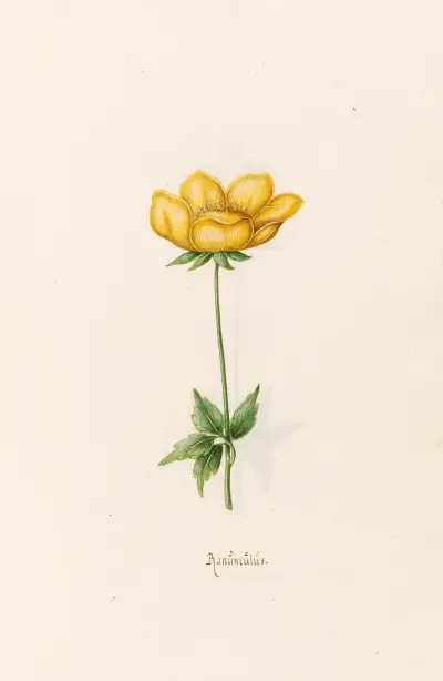 Ranünculüs, 1692 – Nr. 4 von Magdelena Rosina Funck