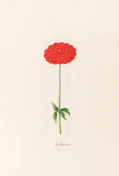 Ranünculüs, 1692 – Nr. 1 von Magdelena Rosina Funck