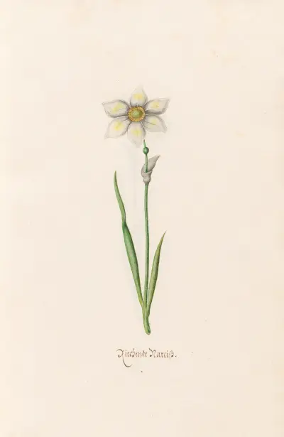 Duftende Narzisse von Magdelena Rosina Funck