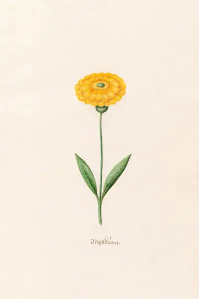 Ringelblüm, 1692 – nr 2 av Magdelena Rosina Funck