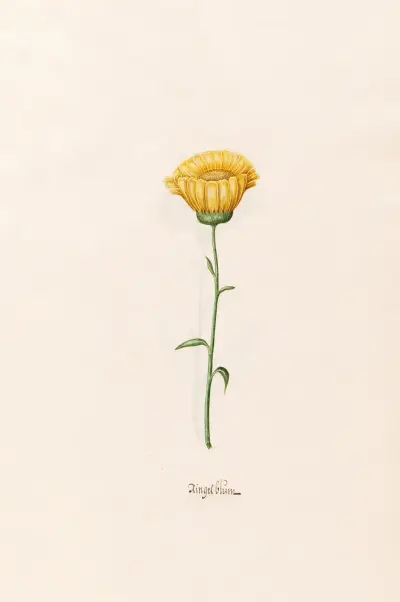 Ringelblüm, 1692 – nr 1 av Magdelena Rosina Funck