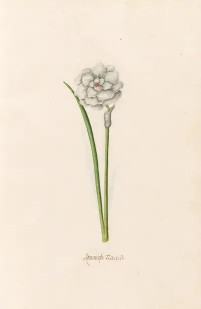 Romanische Narzisse von Magdelena Rosina Funck