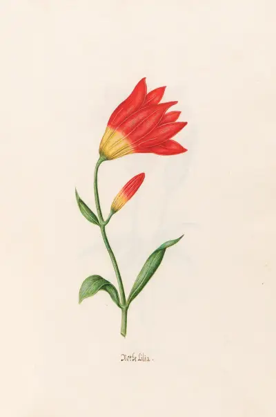 Rote Lilie. [Lilie] von Magdelena Rosina Funck
