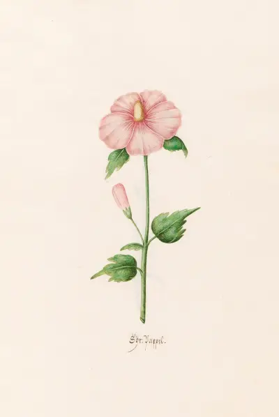Säuerlicher Ampfer von Magdelena Rosina Funck