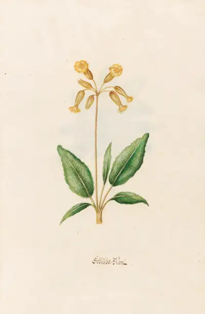 Schlüssel=Blüm von Magdelena Rosina Funck