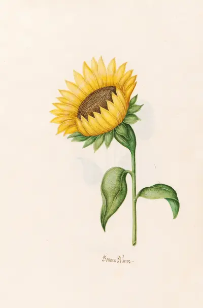 Sonnenblume von Magdelena Rosina Funck