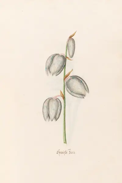 Spanische Fuca von Magdelena Rosina Funck