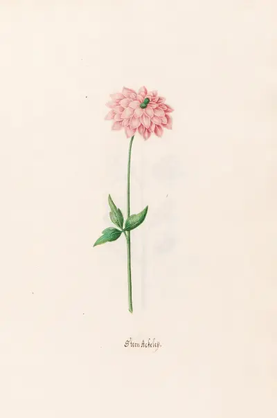 Stern Ackeleÿ, 1692 – Nr. 1 von Magdelena Rosina Funck