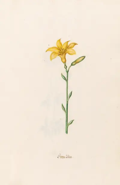 Sternlilie. [Lilie] von Magdelena Rosina Funck