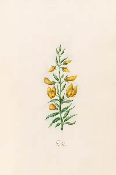 Teüchel von Magdelena Rosina Funck