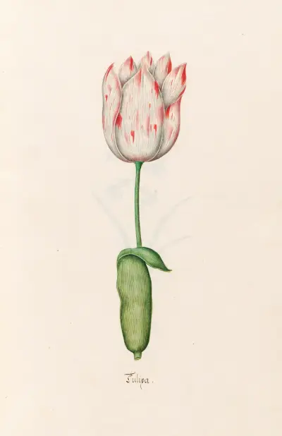 Tülipa, 1692 – Nr. 3 von Magdelena Rosina Funck