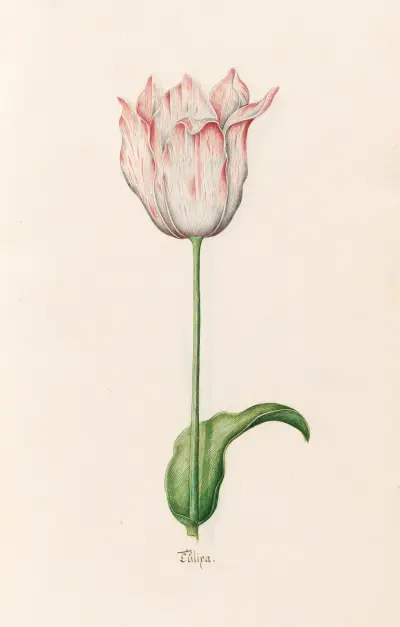 Tülipa, 1692 – Nr. 5 von Magdelena Rosina Funck