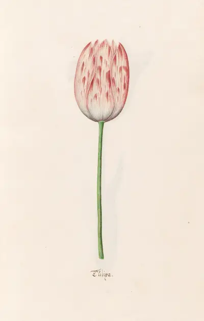 Tulipa, 1692 – nr 2, Magdelena Rosina Funck