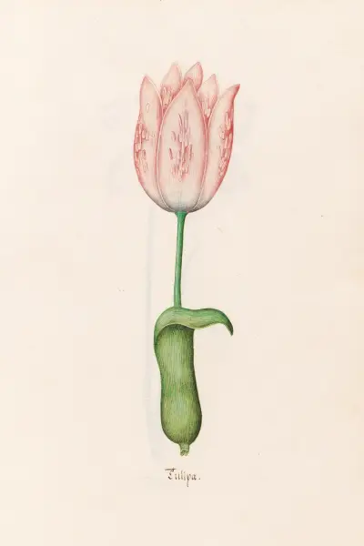 Tulipa, Magdelena Rosina Funck