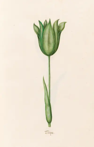 Tülipa, 1692 – Nr. 10 von Magdelena Rosina Funck