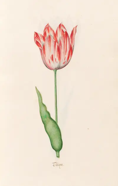 Tülipa, 1692 – Nr. 11 von Magdelena Rosina Funck