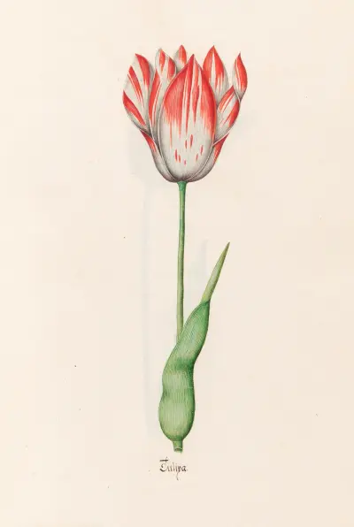 Tülipa, 1692 – Nr. 12 von Magdelena Rosina Funck