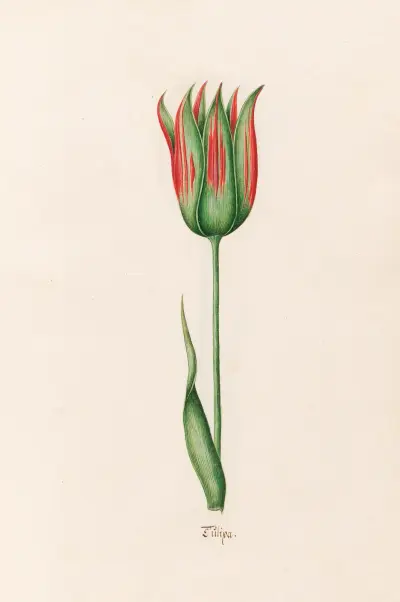 Tülipa, 1692 – Nr. 16 von Magdelena Rosina Funck