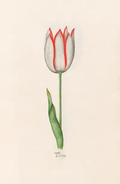Tülipa, 1692 – Nr. 17 von Magdelena Rosina Funck